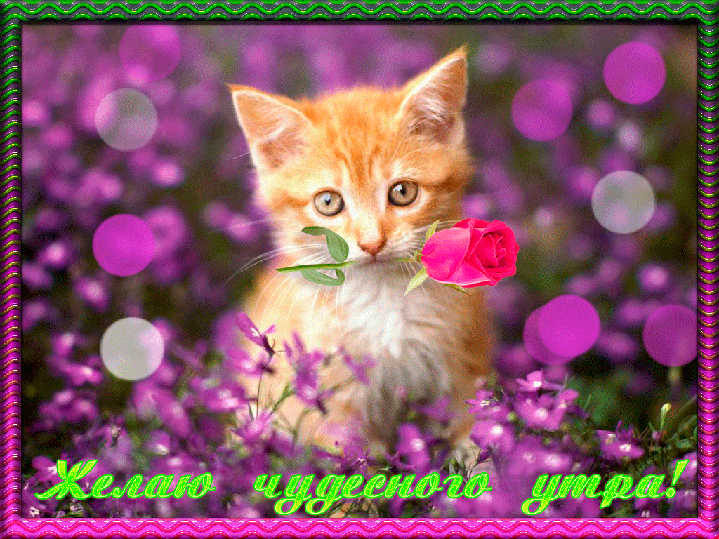 Открытка желаю чудесного утра 