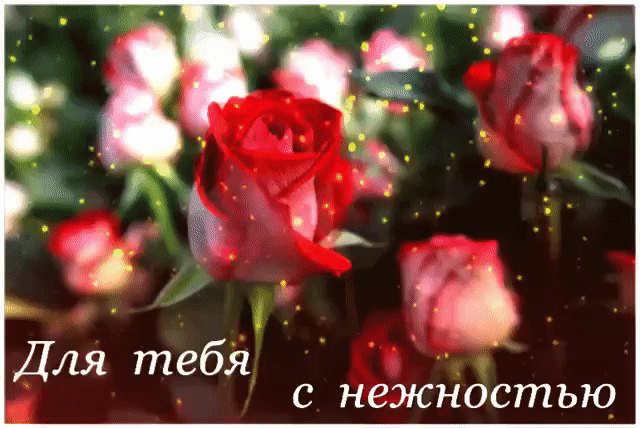Мерцающие розы для тебя с нежностью