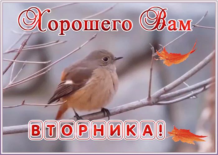 Хорошего вам вторника