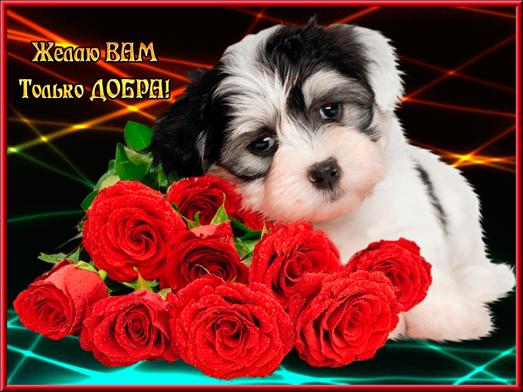 Желаю вам только добра